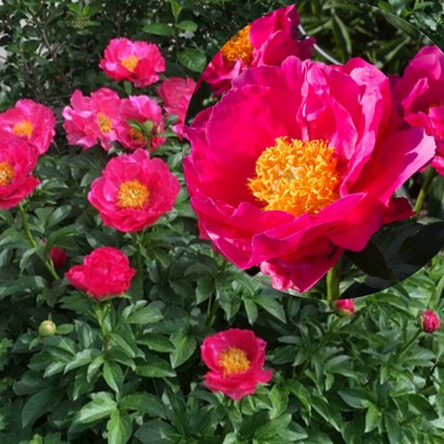 Paeonia 'Paula Fay' - Pojeng 'Paula Fay' C7/7L